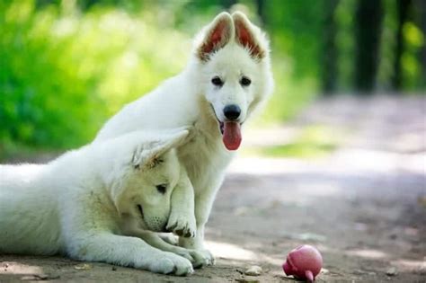For sale houston, german shepherd for sale in tx, german shepherds texas. The White German Shepherd Dog | German Shepherd Country