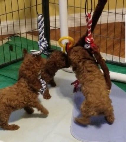 Great alternatives to free puppies. Poodle Miniature puppy dog for sale in Spring Hill, Florida