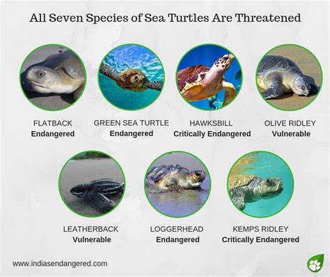 Plastic Is Killing Sea Turtles Indias Endangered