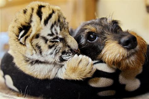 Cute Animal Couples - Unseen Pictures| FunSite