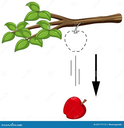 Falling Apple For Gravity Experiment Stock Vector Illustration Of