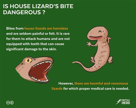 Is House Geckos Bite Dangerous And What To Do Reptile Hero