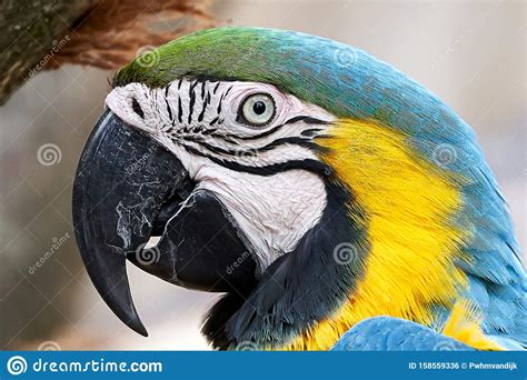 Parrot Blue And Yellow Macaw Ara Ararauna Also Known As The Blue And