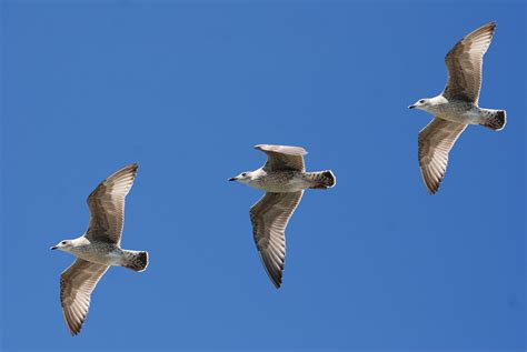 Free Photo 3 White Birds Flying Under Blue Sky Birds Feather