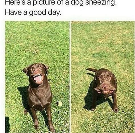 50 Humorous Dog Pics And Memes That Will Make You Laugh