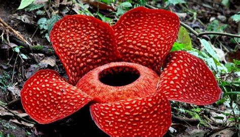 Fakta Unik Bunga Rafflesia Arnoldi Yang Belum Banyak Diketahui