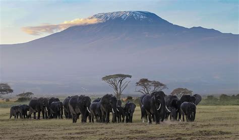 10 Days Wildlife Safari In Kenya Amazing Wildlife Sightings In Kenya