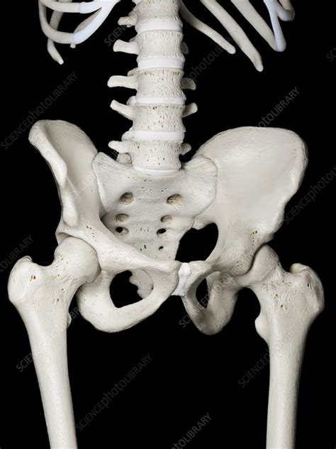Hip Bone Illustration Stock Image F0385416 Science Photo Library
