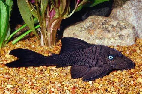 The Mysteries Of The Blue Eyed Pleco Part 1 • Panaque Cochliodon