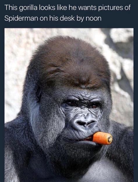 24 Random Memes To Get Your Thursday Going Silverback Gorilla