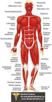 The musculoskeletal system includes bones and muscles. Pin by Arianna Nealy on H E A L T H | Human muscular ...