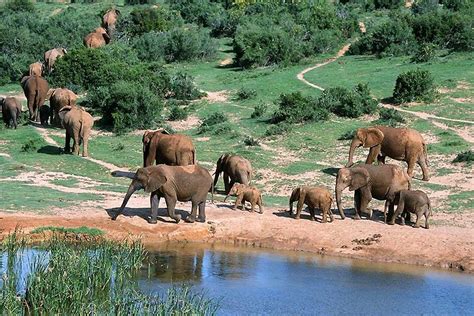 The Addo Elephant National Park South Africa