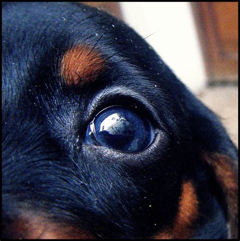 Dachshund Little Life Eye By Zainlina On Deviantart