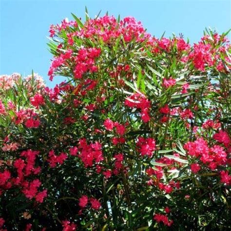 Buy Nerium Oleander Hardy Red Oleander Seeds Online At Desertcart Uae