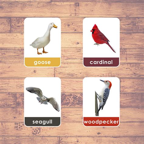 Birds Real Pictures Flashcards Montessori Educational