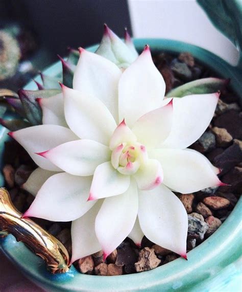 This White And Pink Succulent Beauty Is All Kinds Of Want What Rare