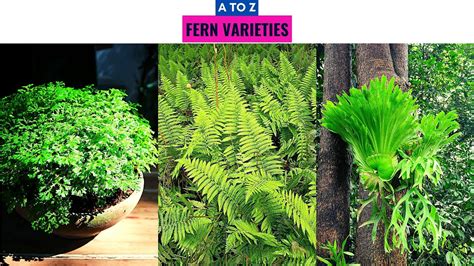 Cool Types Of Ferns With Pictures And Names References