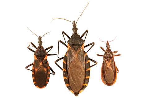 Kissing Bug Identification Requires Closer Look Insects In The City