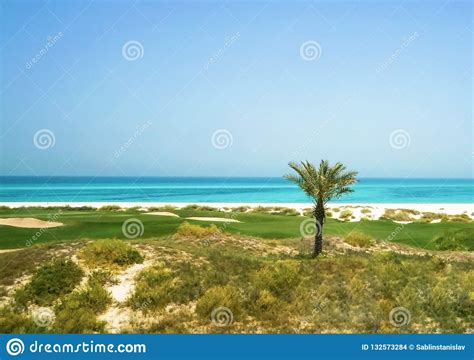 Palm Tree On The Arabian Gulf The Saadiyat Island Abu Dhabi Stock