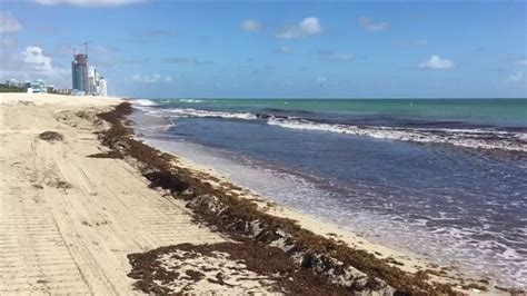 Marea Roja Red Tide Algae LOCO POR MIAMI