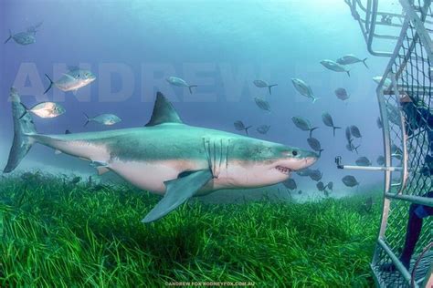 Rodney Fox Shark Expeditions Port Lincoln All You Need To Know