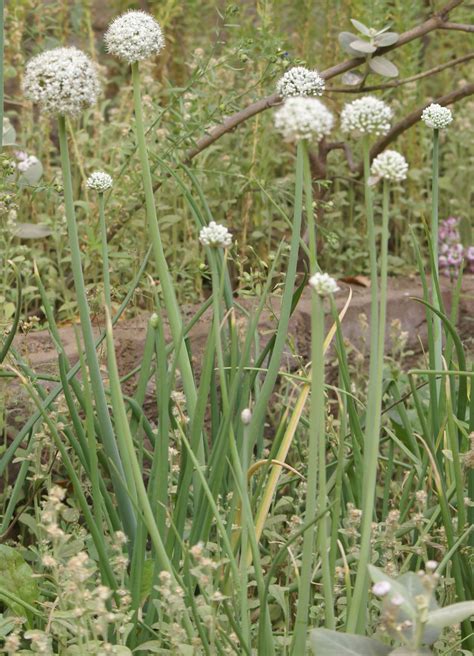 Allium Cepa Cultivated Eflora Of India