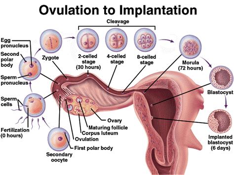 Productive Organs Germ Cells Fertilization Stages Of Cleavage Implantation And Decidua