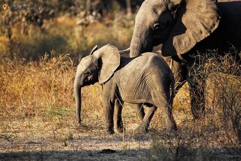 Luxury Luangwa Safari And Relaxing At Cape Maclear In Zambia