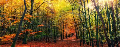 Autumn Forest Ultrawide Wallpapers Wallpaper Cave