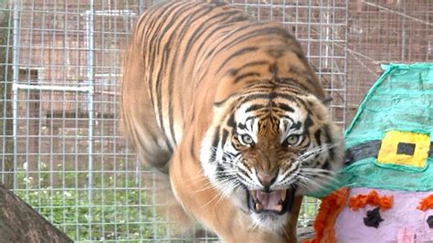 Angry Tiger Photos