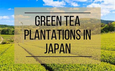 The Complete Guide To Green Tea In Japan A Wandering Scribbler