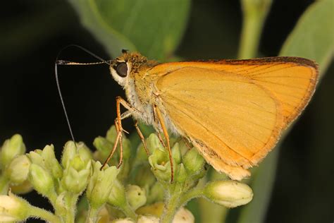 Delaware Skipper Anatrytone Logan Eastern Neck National Flickr