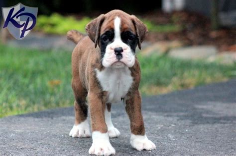 73 German Boxer Dog For Sale Photo Bleumoonproductions