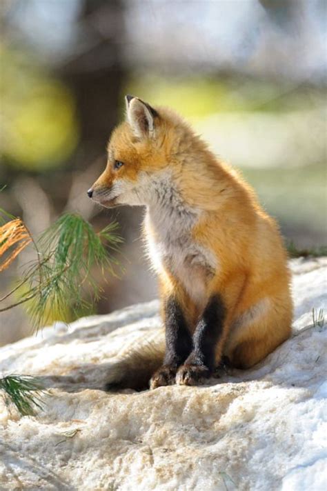 Finding Neverland Fox Most Beautiful Animals Animals Beautiful