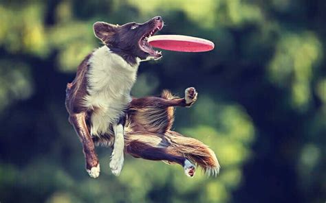 Dog Flying Disc Dog Frisbee Disc Dogs West Paw Dog Training Videos