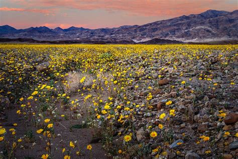 Only under perfect conditions does the desert fill with a sea of gold, purple, pink or white flowers. DeathValley CA. Explored | Death Valley Wild flowers super ...
