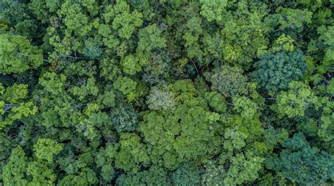 Premium Photo Aerial Top View Forest