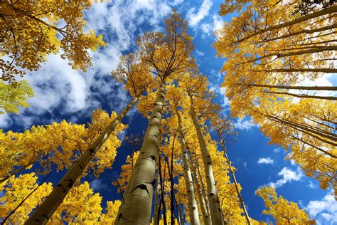 Golden Aspen Trees Are One Of The Highlights Of The Colorado Fall
