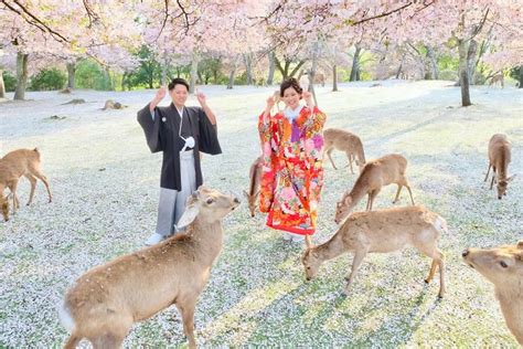 Deer Enjoy Cherry Blossoms In An Empty Park In Nara Japan Bored Panda