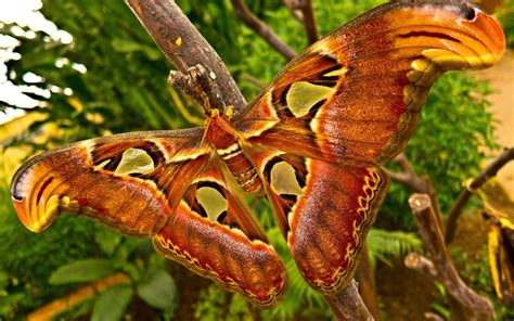 Animals Insects Moth Butterfly Wings Colors Contrast Trees