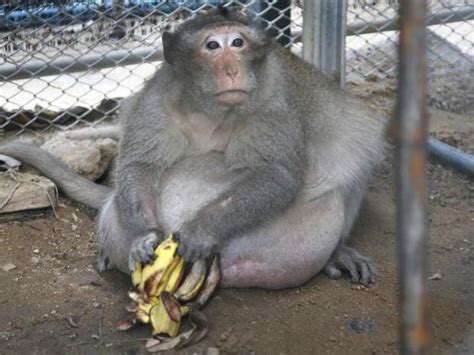 Uncle Fat The Morbidly Obese Monkey Placed On Diet In Thailand After