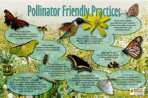 Pollinator Friendly Practices Easter Region National Forests Usda
