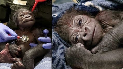Adorable Baby Gorilla Born Via C Section At Boston Zoo