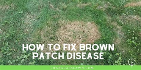 Getting Brown Spots In Your Lawn Causes How To Get Rid Of Brown