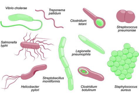 Helicobacter Pylori Bacteria Infection Symptoms And Causes All