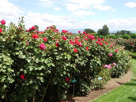 Hybrid Tea Roses