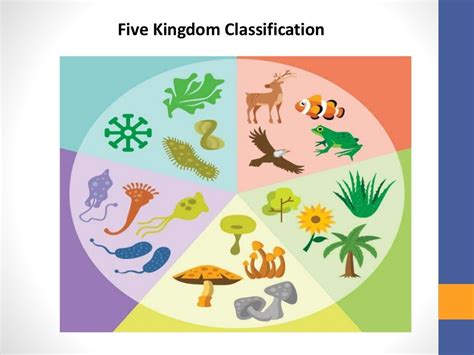 Five Kingdom Classification Rh Whittaker