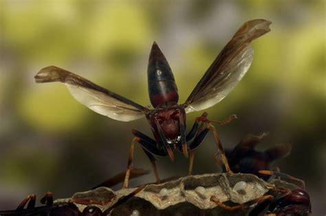 Flying Ants Invade Liverpool As Insect Expert Reflects On Giant Swarm