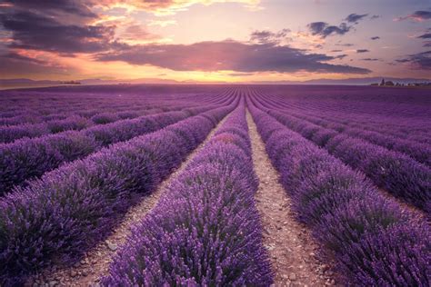 Lavender Fields France Top Travel Destinations To Put On Your Bucket