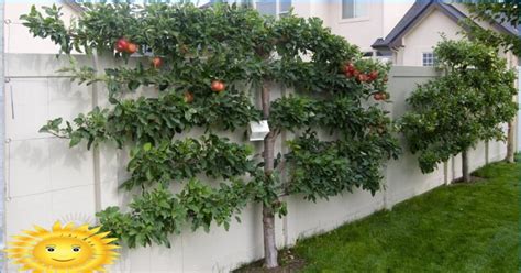 Trellis Fruit Trees Original Compact Garden